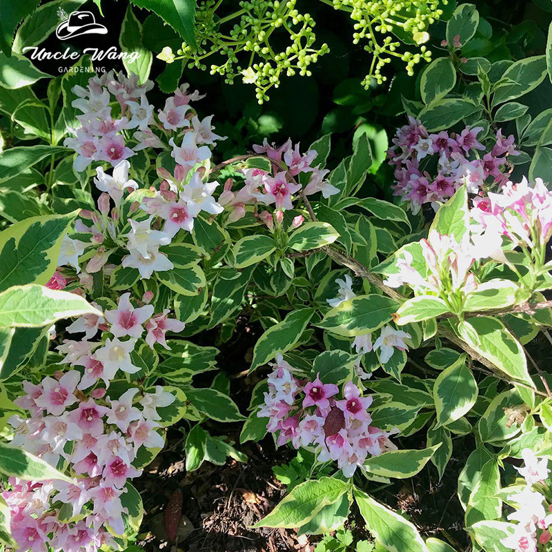 种花王大爷 花叶锦带土球苗花灌木植物花园庭院耐热观叶观花,淘宝优惠券,粉丝福利购,淘宝优惠卷