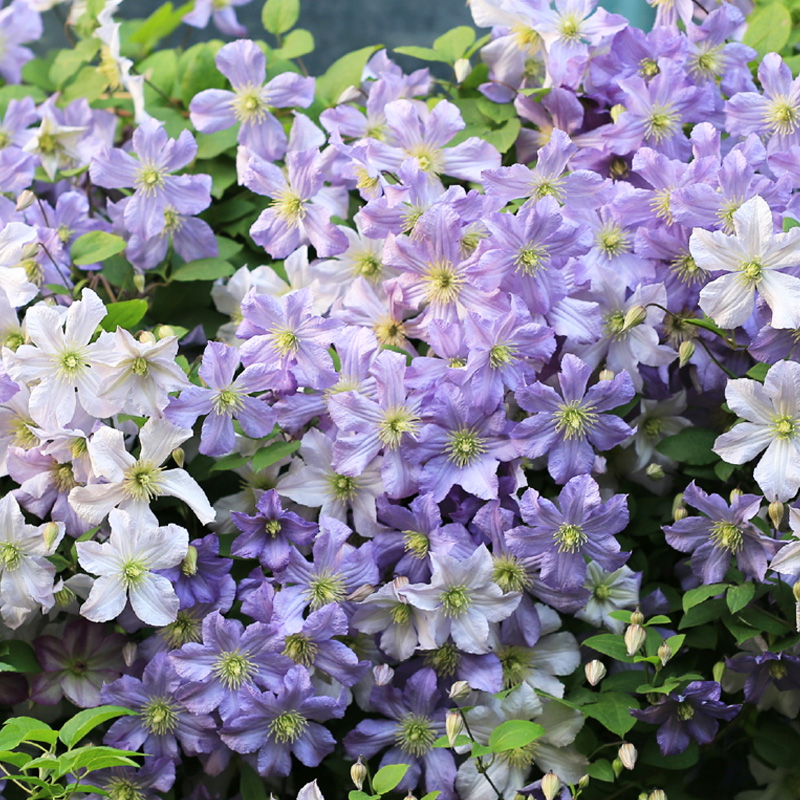 种花王大爷铁线莲盆栽爬藤植物花苗阳台庭院花卉乌托邦银币吉赛尔 - 图0