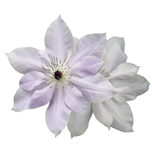 种花王大爷 铁线莲P9盆栽苗多年生藤本花卉皇后爬藤植物庭院花卉 - 图3