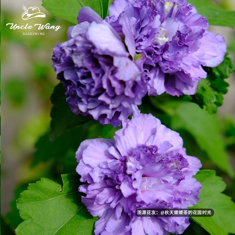 种花王大爷 木槿花苗盆栽耐热好养多年生阳台庭院四季花卉,淘宝优惠券,粉丝福利购,淘宝优惠卷