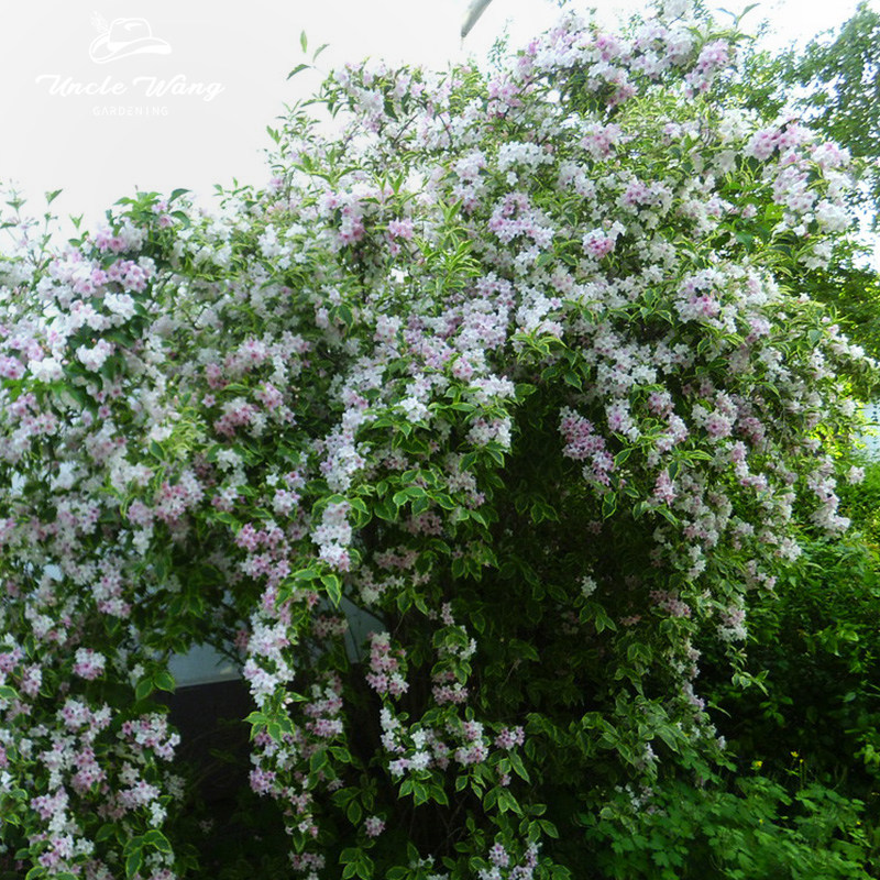 种花王大爷 花叶锦带土球苗花灌木植物花园庭院耐热观叶观花,淘宝优惠券,粉丝福利购,淘宝优惠卷