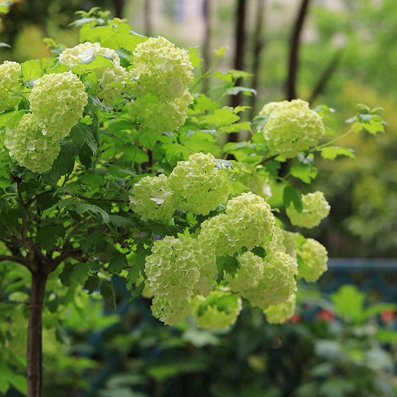 种花王大爷 欧洲木绣球土球花苗耐热庭院观花绣球地栽,淘宝优惠券,粉丝福利购,淘宝优惠卷