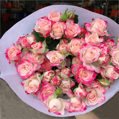 多头玫瑰花泡泡云南鲜花花束基地直发速递同城生日苏菲宝贝妇女节 - 图3