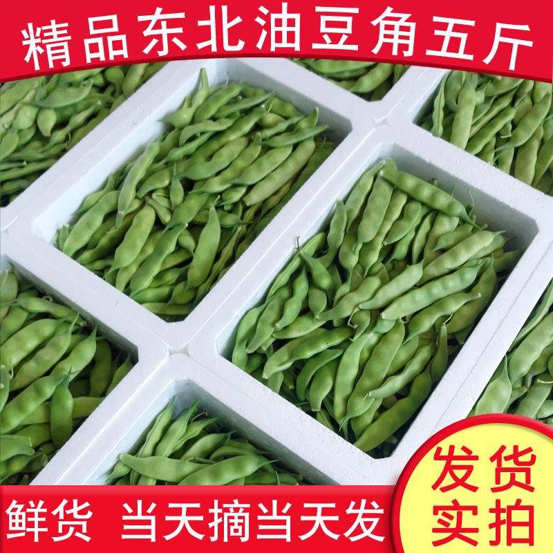 东北现摘新鲜油豆角农家自种蔬菜特产九月青豆角开锅烂5斤包邮