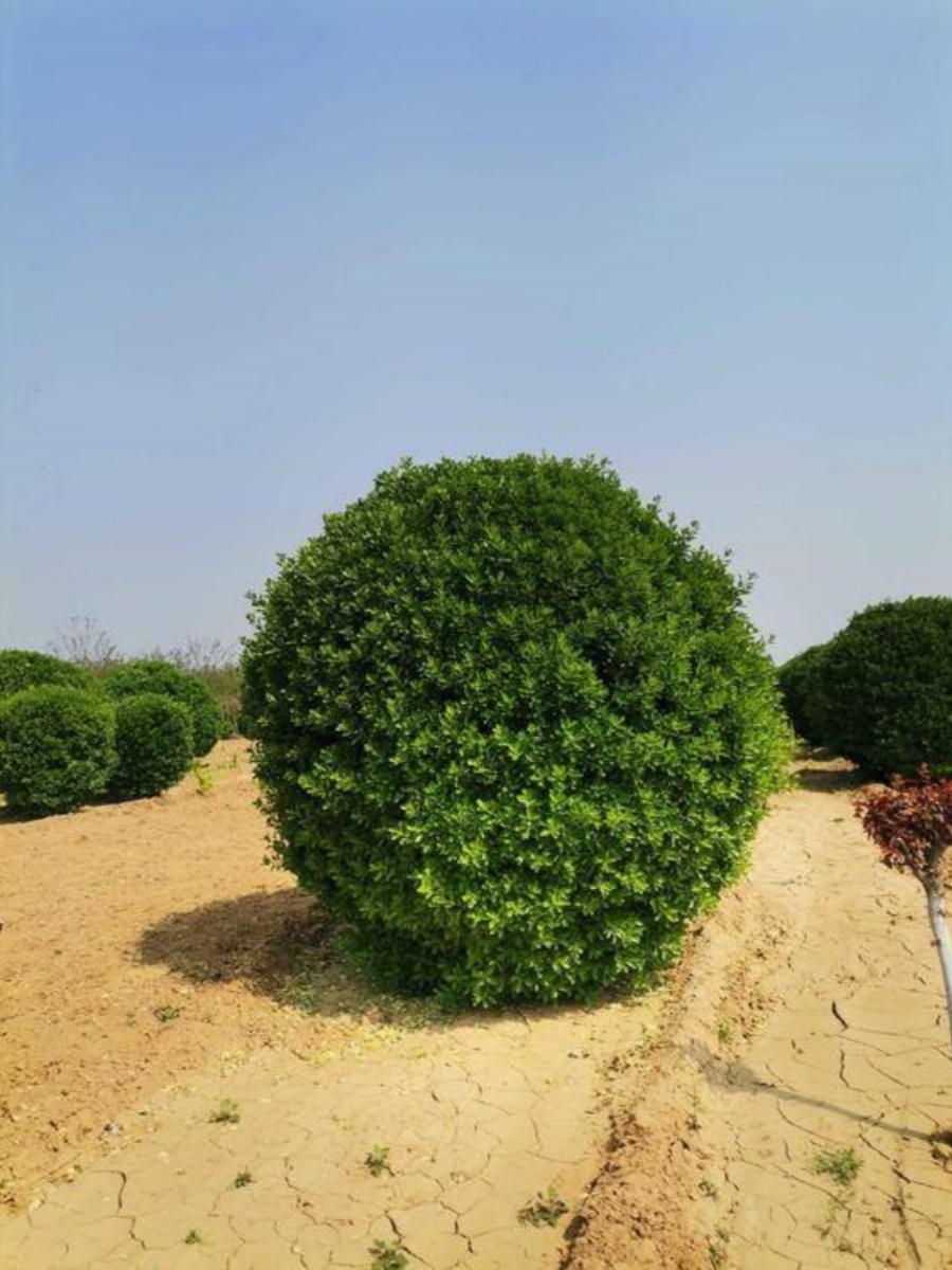 厂家庭院绿篱冬青球四季常青耐寒植物花卉绿化苗木球型冬青树地栽-图1