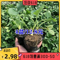 New products Four Seasons strawberry Miao milk oil Miao Large plant North edible potted plants with basin with native family balcony Back to the year results