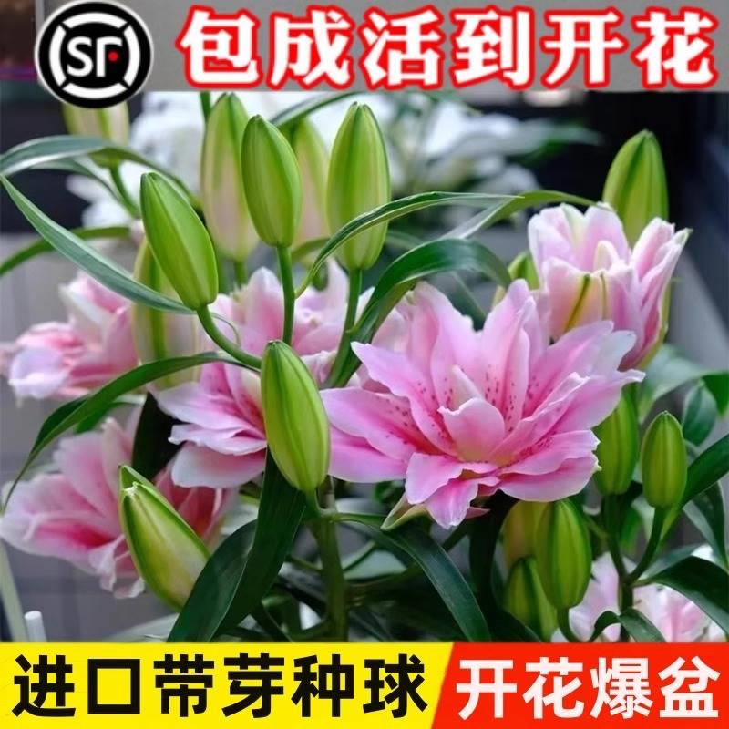 百合种球带芽重瓣香水百合多年生四季易活阳台室内外花卉盆栽植物-图0