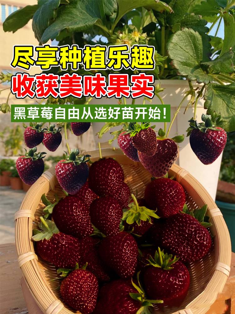 黑珍珠草莓苗秧盆栽四季结果奶油草莓苗种室内阳台植物可食用绿植 - 图2