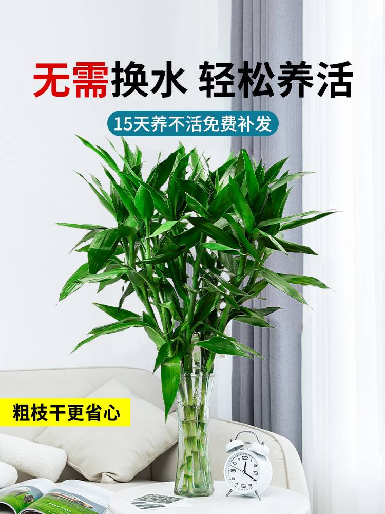 【大叶粗枝】富贵竹水培植物水养招财粗竹绿萝盆栽室内客厅水养 - 图0