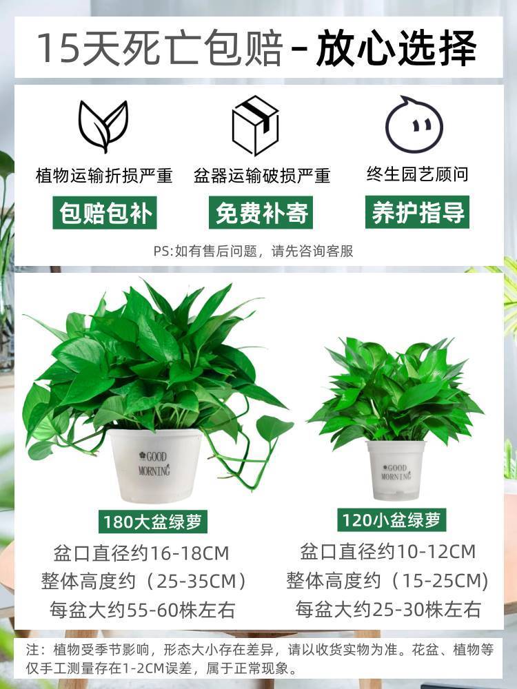 绿萝盆栽室内植物新房家用吸除甲醛净化空气水培绿植花卉长藤绿萝 - 图2