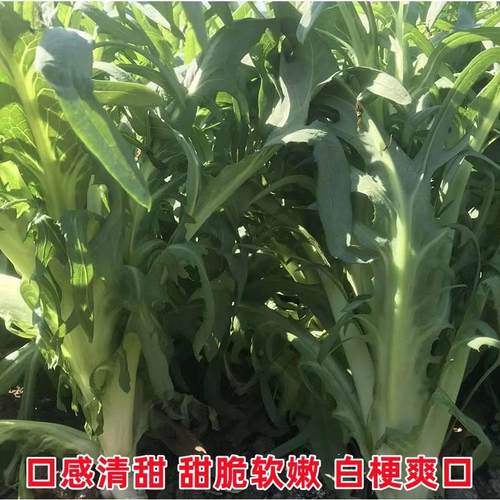 正宗广西博白甜脆麦菜秧苗阳台盆栽蔬菜广东高州大圆叶四季种子籽-图1