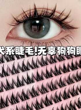 100簇大容量免胶小奶犬系假睫毛眼睫毛懒人浓密自然新手漫画睫