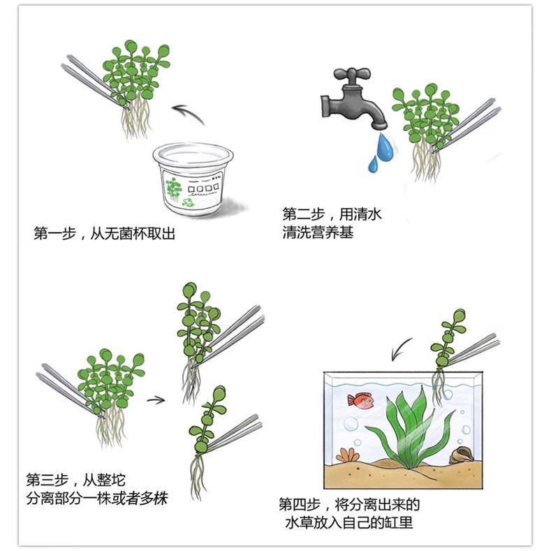 无菌杯水草鱼缸造景 迷你矮/趴地珍珠/牛毛/叉柱/天湖/宫廷/椒草 - 图2