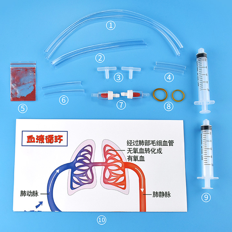 儿童认识人体器官血液循环模型教具图初中生物小学生医学实验器材 - 图0