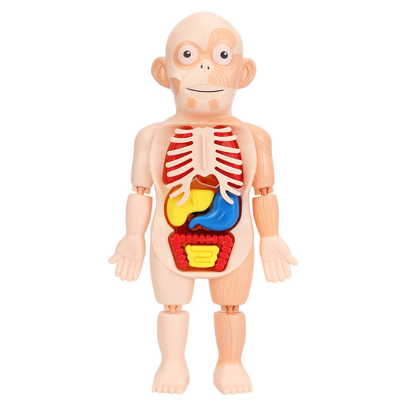 人体结构模型医学仿真内脏解剖器官3d可拆卸拼装躯干儿童科教玩具 - 图3