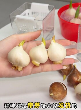 水培郁金香种苗DIY材料包