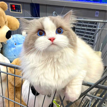 Puppet Cat Pets Cat Juvenile Cat Living Cub Fairy Cat Blue Eyes Pure cloth Puppet Persian Department Blue Shuangshan Cat Veins
