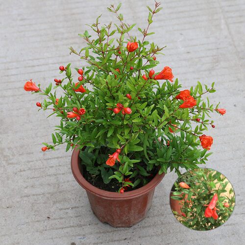 观赏花石榴花苗花期久植物盆栽室内带土盆景室外庭院阳台绿植花卉 - 图1