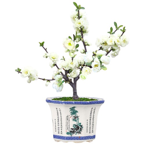 银长寿绿宝石海棠花苗花卉盆栽盆景室内客厅阳台绿植花卉耐寒观花 - 图3