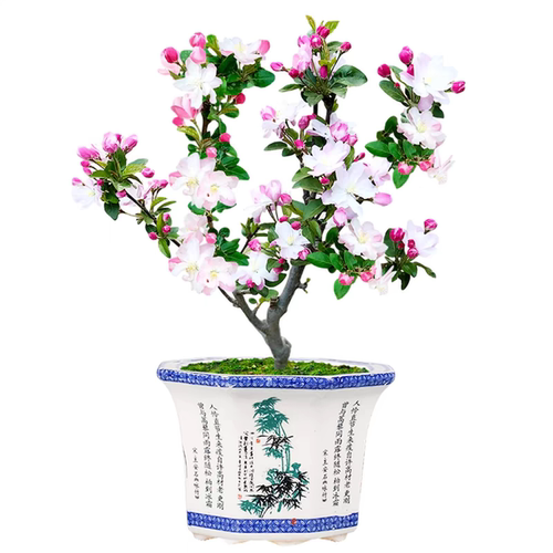 西府海棠花树苗老桩盆景耐寒植物庭院地栽四季花卉垂丝海棠盆栽 - 图3