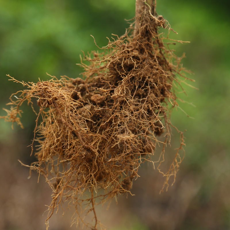 食用金银花树苗盆栽室内客厅四季开花植物庭院阳台爬藤花卉盆景-图2