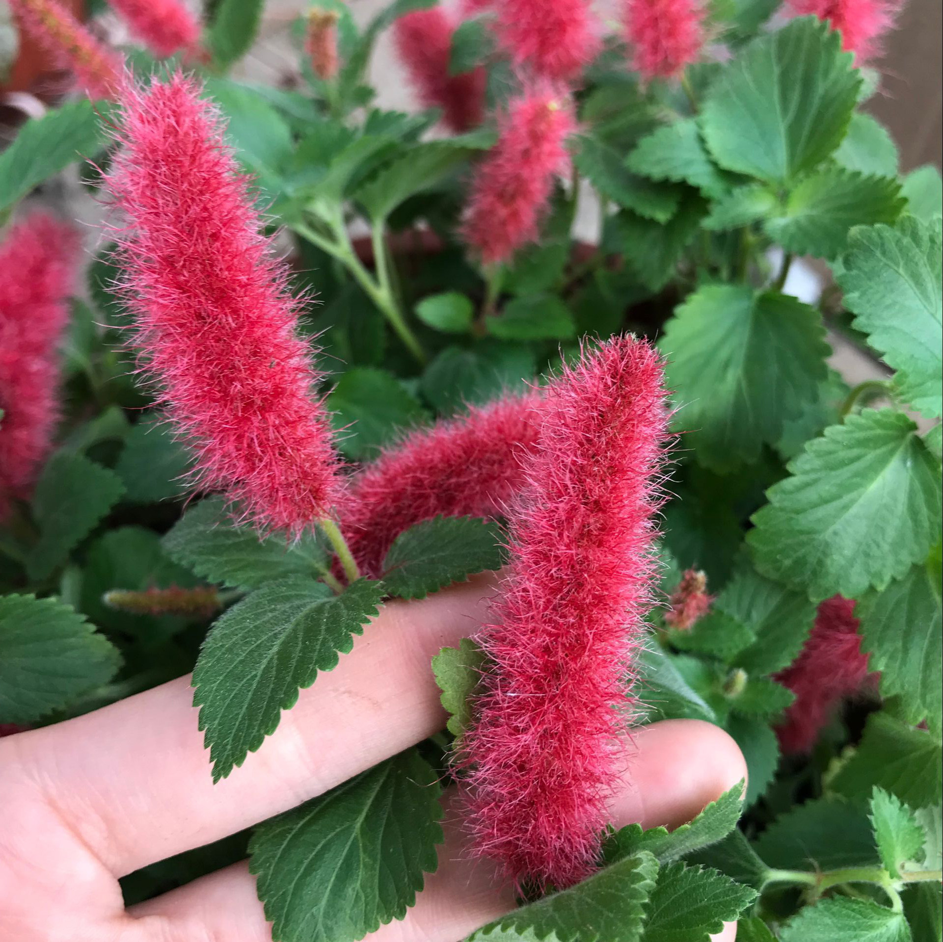 红缨吊兰岁岁红垂吊盆栽狗尾红口红吊兰红色吊兰垂吊花卉花期久,淘宝优惠券,粉丝福利购,淘宝优惠卷