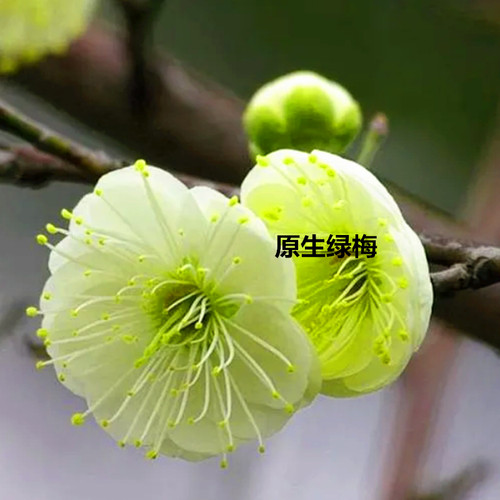绿梅花盆栽老桩盆景耐寒植物庭院阳台绿萼梅花绿花原生红梅树苗 - 图0