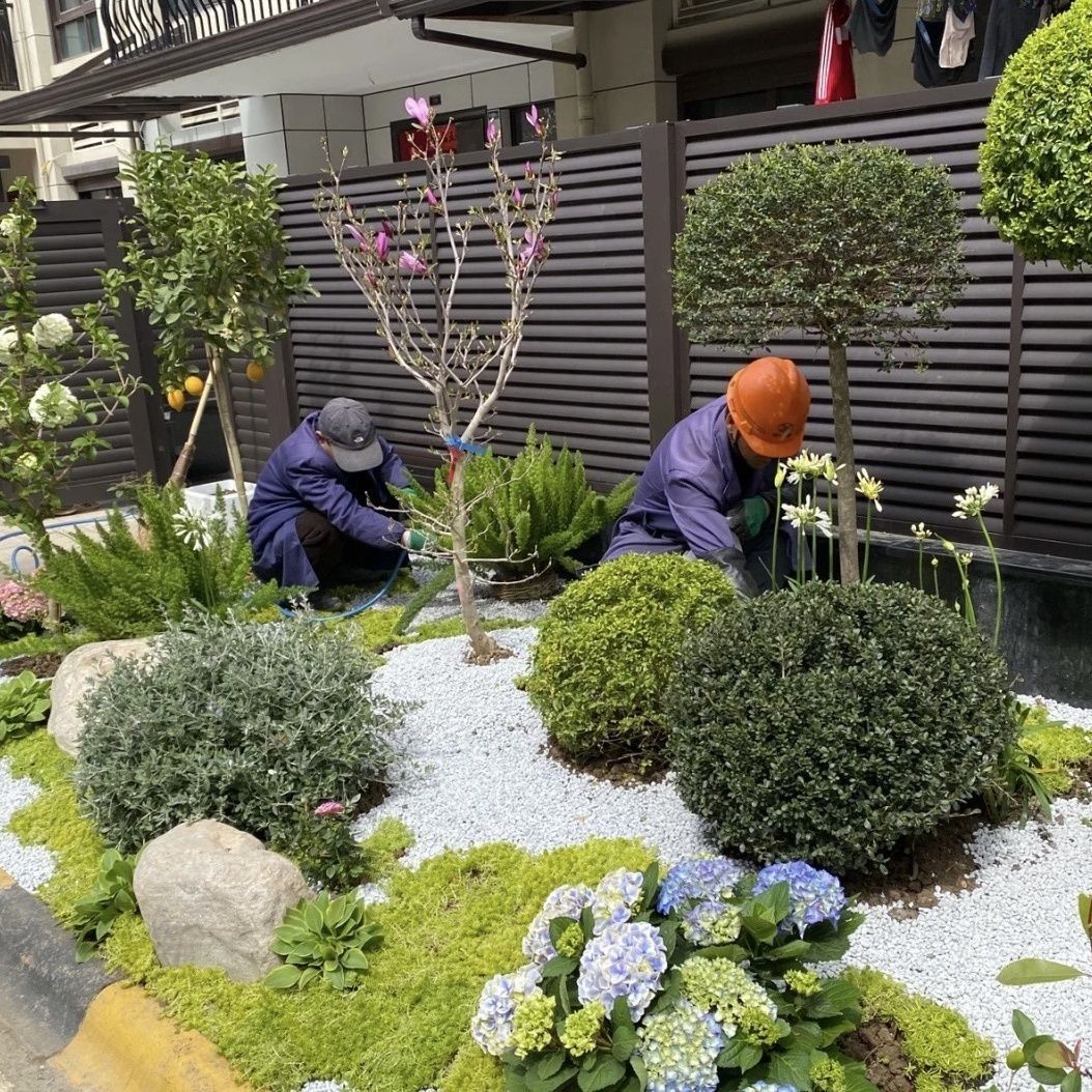 花镜绿植冬盆栽窗台阳台庭院耐热观叶四季常青多年生好养花境植物 - 图2