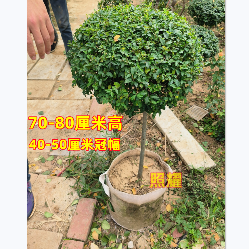 小叶女贞球棒棒糖造型盆景树苗耐寒树苗庭院别墅四季常绿植物好养,淘宝优惠券,粉丝福利购,淘宝优惠卷