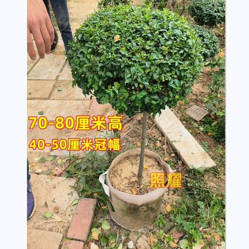 小叶女贞球棒棒糖造型盆景树苗耐寒树苗庭院别墅四季常绿植物好养 - 图2
