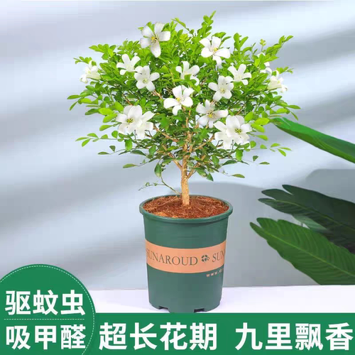 九里香花苗阳台盆栽浓香型花卉室内花期久植物客厅庭院盆景好养 - 图3