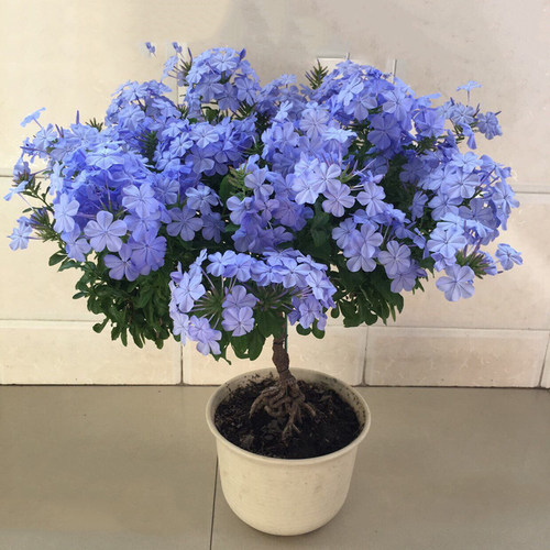 蓝雪花盆栽花苗大苗半爬藤庭院阳台攀援四季花卉蓝色花苞好养活 - 图3