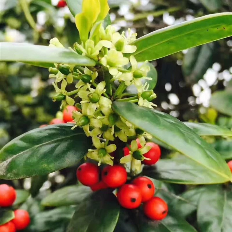 无刺枸骨树苗构骨球鸿运果树苗四季常青北方庭院花卉耐寒绿化苗木-图1