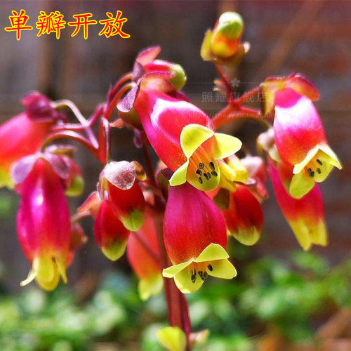 宫灯长寿花盆栽苗灯笼花倒挂金钟室内阳台垂吊长寿花卉包邮好养 - 图0