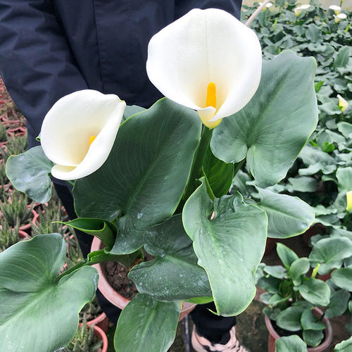 白色马蹄莲花苗盆栽 耐阴多年生观花植物湿地花园植物易成活 - 图3