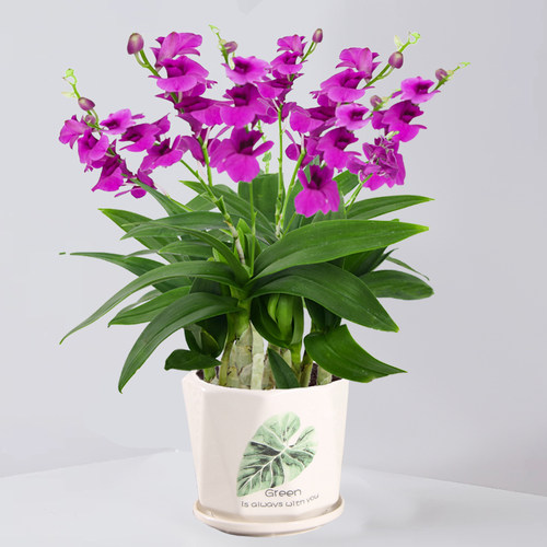 香水石斛兰盆栽带花室内花卉植物客厅办公桌面绿植好养活耐阴鲜花 - 图1