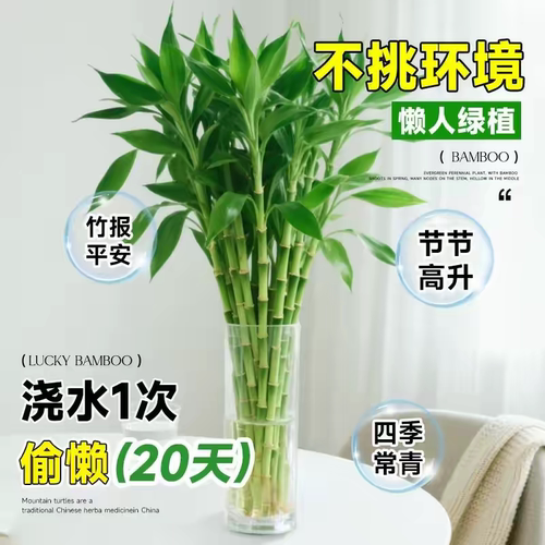 富贵竹水培植物客厅招财竹盆栽转运竹水养带根文昌竹室内桌面绿植 - 图2