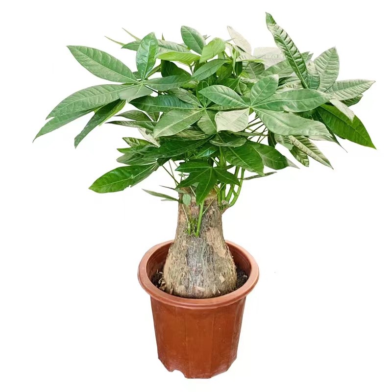 发财树小盆栽客厅办公室桌面四季常青盆景植物招财树好养绿植送礼,淘宝优惠券,粉丝福利购,淘宝优惠卷