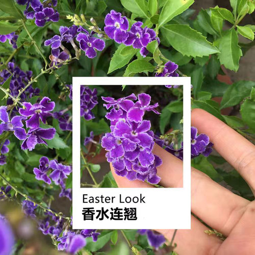 蕾丝金露花盆栽棒棒糖室内植物紫色鲜花阳台庭院耐热四季花卉绿植 - 图0