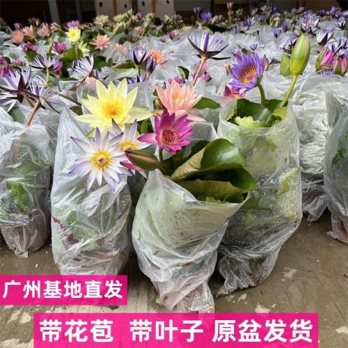 睡莲水培植物带花苞荷花藕种盆栽庭院池塘鱼缸耐热花卉绿植好养活 - 图2