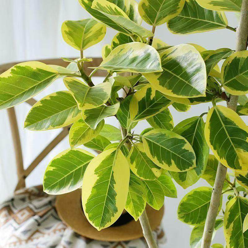 黄金榕绿植室内大型植物花叶橡皮树盆栽客厅旺宅四季青叶富贵榕树,淘宝优惠券,粉丝福利购,淘宝优惠卷