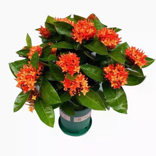 龙船花盆栽带花苞阳台庭院四季开花卉绣球花苗室内外绿化植物鲜花 - 图3
