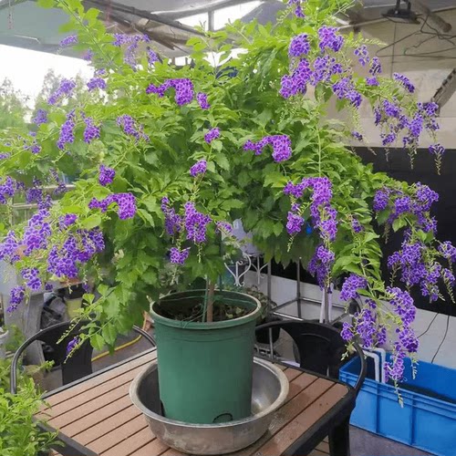蕾丝金露花盆栽棒棒糖室内植物紫色鲜花阳台庭院耐热四季花卉绿植 - 图2