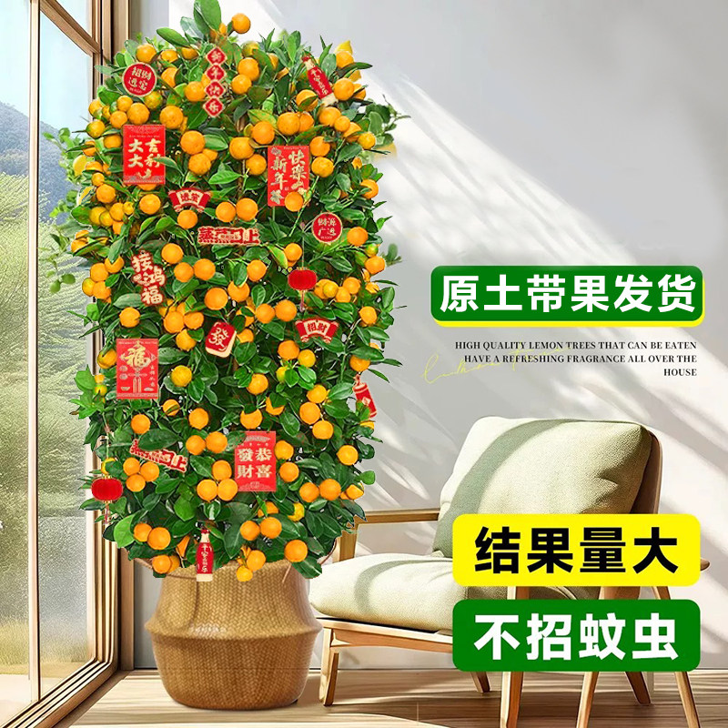 金桔树盆栽带果可食用年桔橘子树苗室内大型绿植阳台客厅年宵花卉,淘宝优惠券,粉丝福利购,淘宝优惠卷