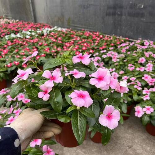 长春花盆栽带花大苗日日春室内阳台庭院凤仙花好养四季开花卉植物 - 图0