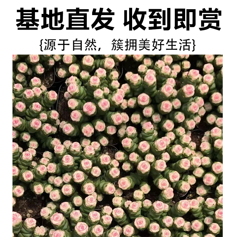 彩色钱串子多肉绿植物室内盆栽多头老桩群生红心钱串四季好养花卉 - 图2