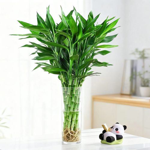 富贵竹水培植物客厅招财竹盆栽转运竹水养带根文昌竹室内桌面绿植 - 图1