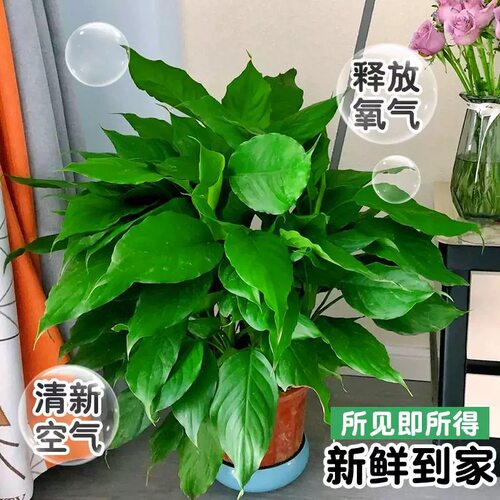 万年青绿植盆栽室内桌面大叶水培植物客厅除甲醛四季常青耐热好养 - 图0