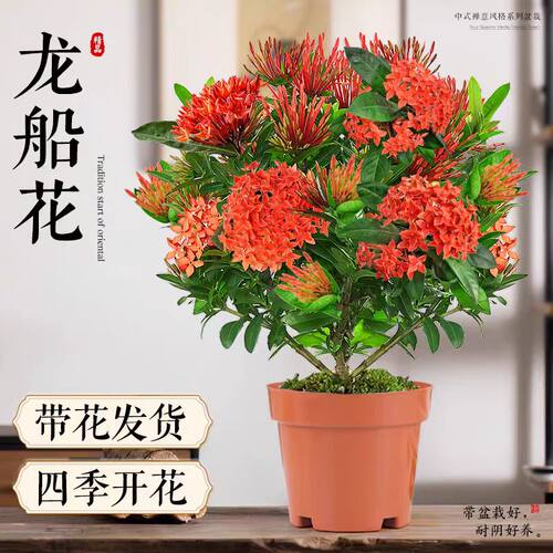 龙船花盆栽带花苞阳台庭院四季开花卉绣球花苗室内外绿化植物鲜花 - 图2