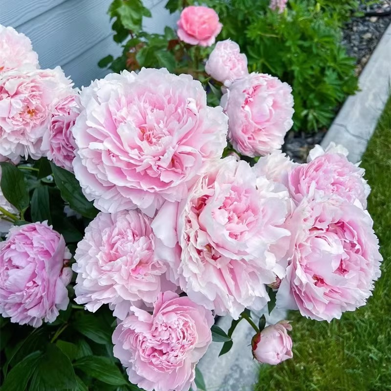 重瓣芍药花带芽根块6-8芽种根耐寒多年生阳台庭院浓香花净化空气